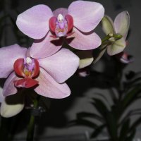 Орхидея :: Anna Chaton