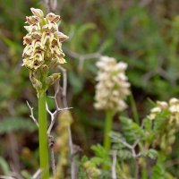 17.03.12 Ятрышник галилейский, Orchis galilaea :: Борис Ржевский