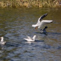 Чайки на озере :: Елена Карташова