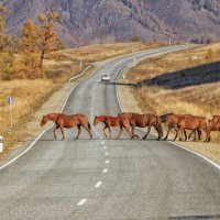 На Чуйском тракте. Горный Алтай. :: Галина Шепелева