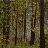 Осенний лес :: Сергей Б