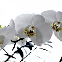 Орхидея :: Анастасия 