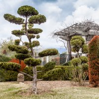 Японский сад :: Александр Творогов