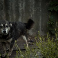 В глазах тоска :: Владислав Деркачев 