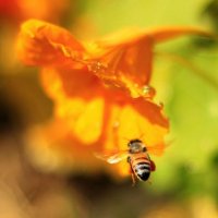 Пчела и цветок :: Борис Герман