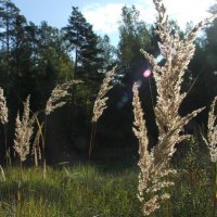 Солнечно :: Алексей Немчинов