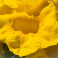 365_16_Желтый цветок :: Светлана Фомина