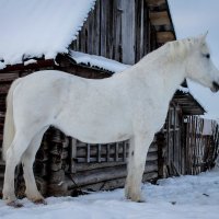 Моя любимая модель. :: Любовь Анищенко