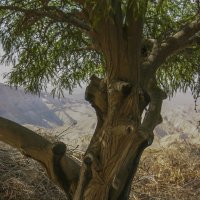 Дерево (в пустыне Негев) :: Сергей Глотов