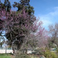 цветущие деревья в феврале :: evgeni vaizer