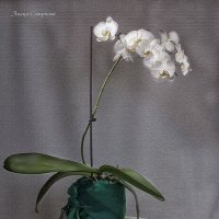 Орхидея. :: Лилия *