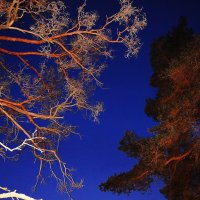 Ночной лес :: Андрей Куприянов
