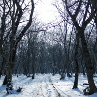 Чаща леса :: Анзор Агамирзоев
