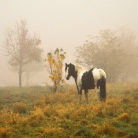 Конь в тумане :: Галина Шеина-Мюльдорфер 