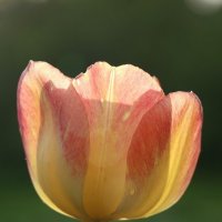 Красно-желтый тюльпан :: Алекс Преображенский