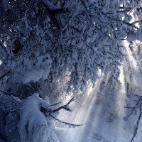 Луч солнца в царстве снега. :: Kassen Kussulbaev