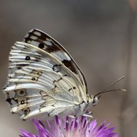 26.04.12 Melanargia titea на васильке :: Борис Ржевский