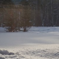 Падал январский снег :: Мария Арбузова