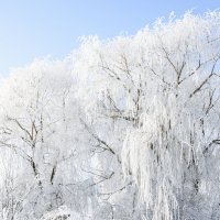 Снежный цвет. :: Виктор Лавриченко