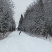 Свободная лыжня :: Галина (Stela) Кожемяченко