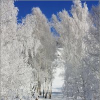 В снежном уборе. :: Наталья Юрова