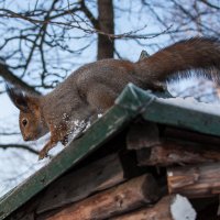 На крыше дома своего :: Анатолий Мигов