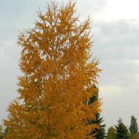 Золотое  дерево :: Manas ZHienkaliev