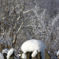 Кружева за забором :: Юлия Левикова