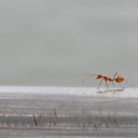 Въетнамский муравей :: ~ Екатерина ~