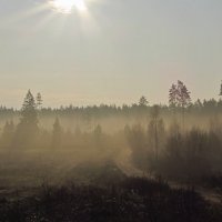 рана рана по утру  туман  в лесу!! :: Александр Есликов