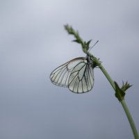 бабочка :: Александра Губина