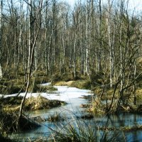 весна в лесу :: Саня Ткачук