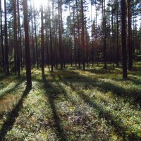 Лучи :: Людмила Кузнецова