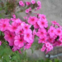 Цветы :: Анастасия Ефремова