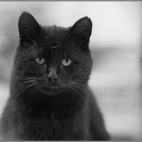 черный кот :: Андрей Коротнев