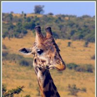 Жираф - самое длинношеее животное :: Евгений Печенин