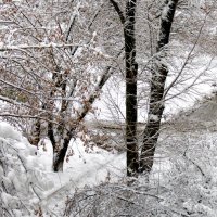 Первый снег :: Тамара Цилиакус