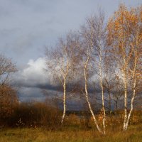 Странный танец осенних берез... :: Николай Курганов