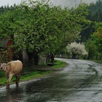 домой с пастбища :: Саня Ткачук