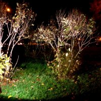 Ночные деревья :: Ксения Совва