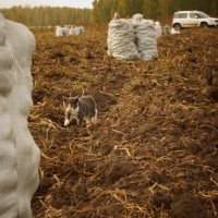 Маленький помошник :: Светлана Гольцер