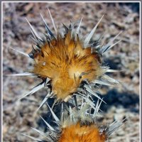 Pallensis spinosa :: Евгений Печенин