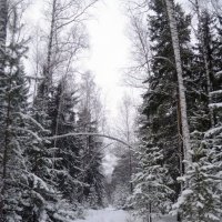 Зимний лес :: Елена Захарова