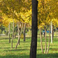 Добрая волшебница осень Все переиначила: Ярко-желтым цветом деревья разукрасила. :: Венера Цой