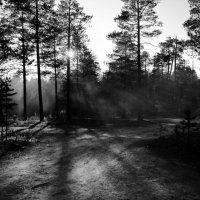 Вечер в лесу :: Константин Лысенко