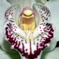 Орхидея :: Tatyana Semerik