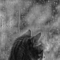 Дождь.. :: Верка Хренова