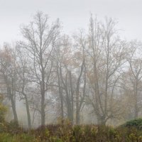 Осенние деревья. :: Alexander Roschin