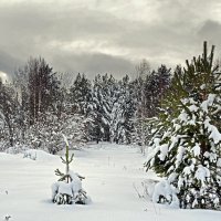 Я войду в этот лес... :: Юрий Митенёв