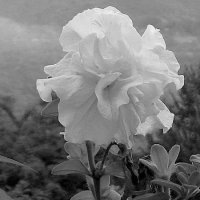 Белый цветок :: Ростислав 